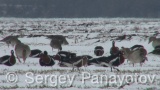 Video of Red-breasted goose - Red-breasted Goose eating grass in winter snow fields